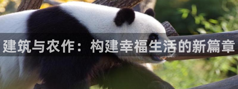 安信12周年：建筑与农作：构建幸福生活的新篇章